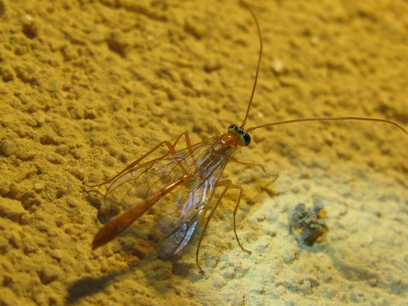 determinazione Ichneumonidae???